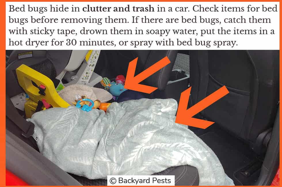 7 Ways To Get Rid Of Bed Bugs In A Car Backyard Pests