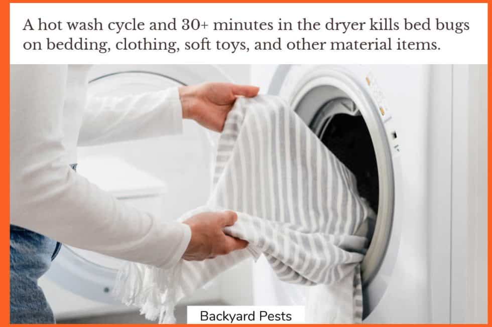 9 Ways To Kill Bed Bugs Fast Backyard Pests