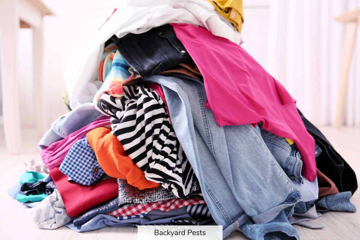 8 Easy Ways To Get Bed Bugs Out Of Hiding Backyard Pests