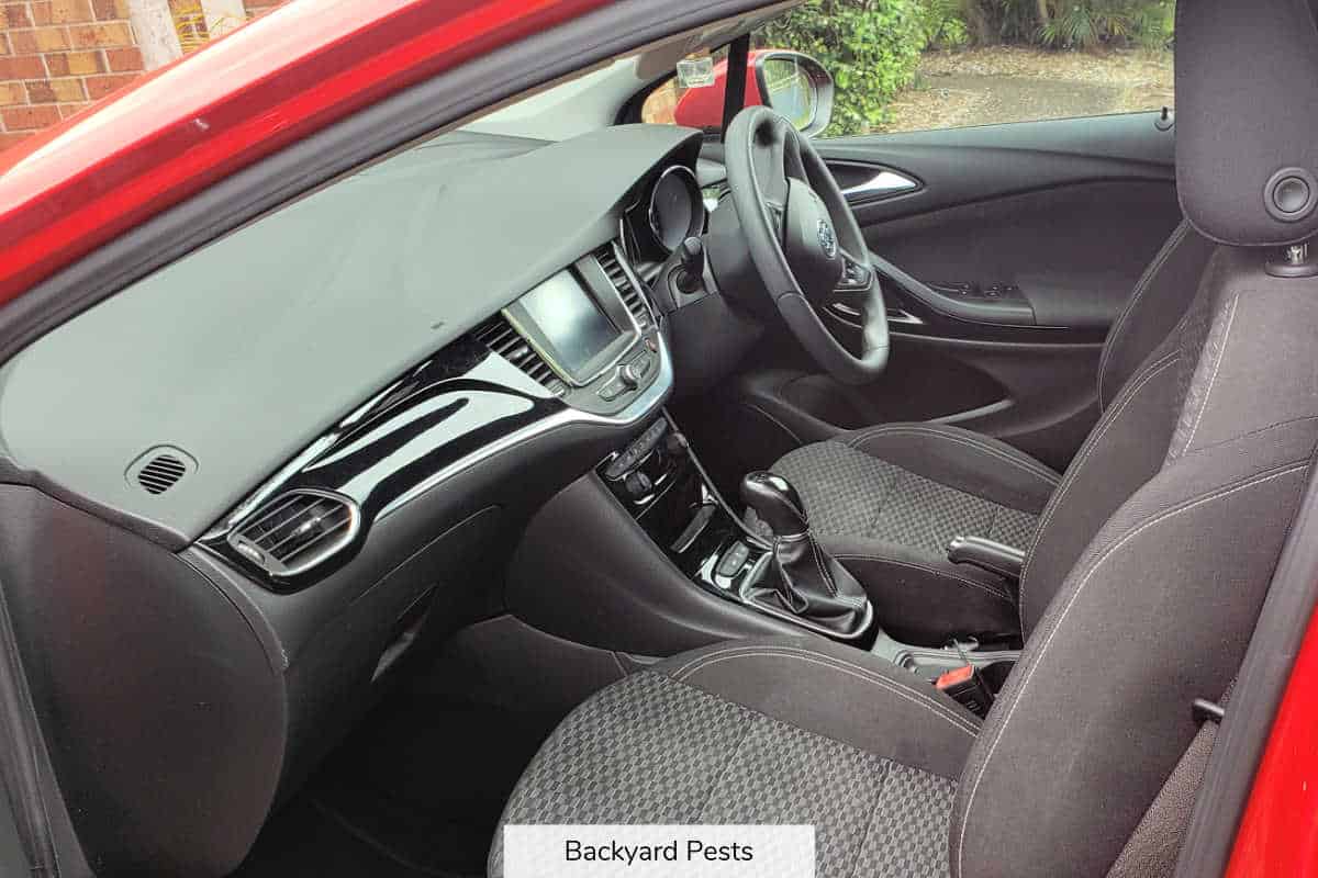 10 Places Bed Bugs Hide In Cars How To Find Them (With Pictures) Backyard Pests