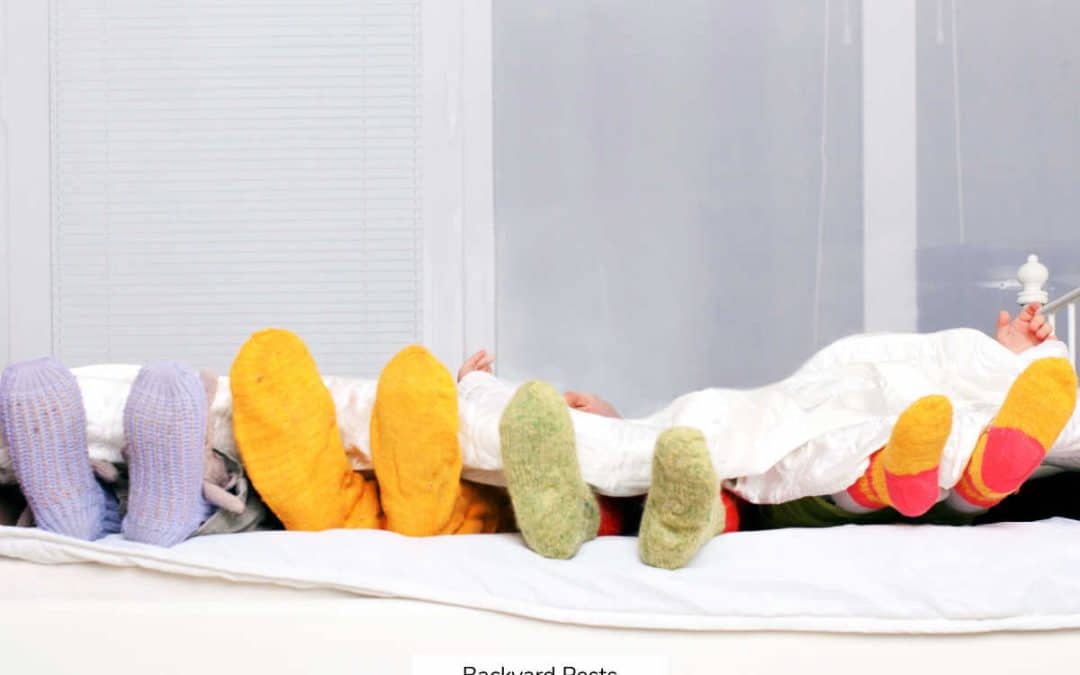 10 Reasons Why Bed Bugs Bite Some People And Not Others