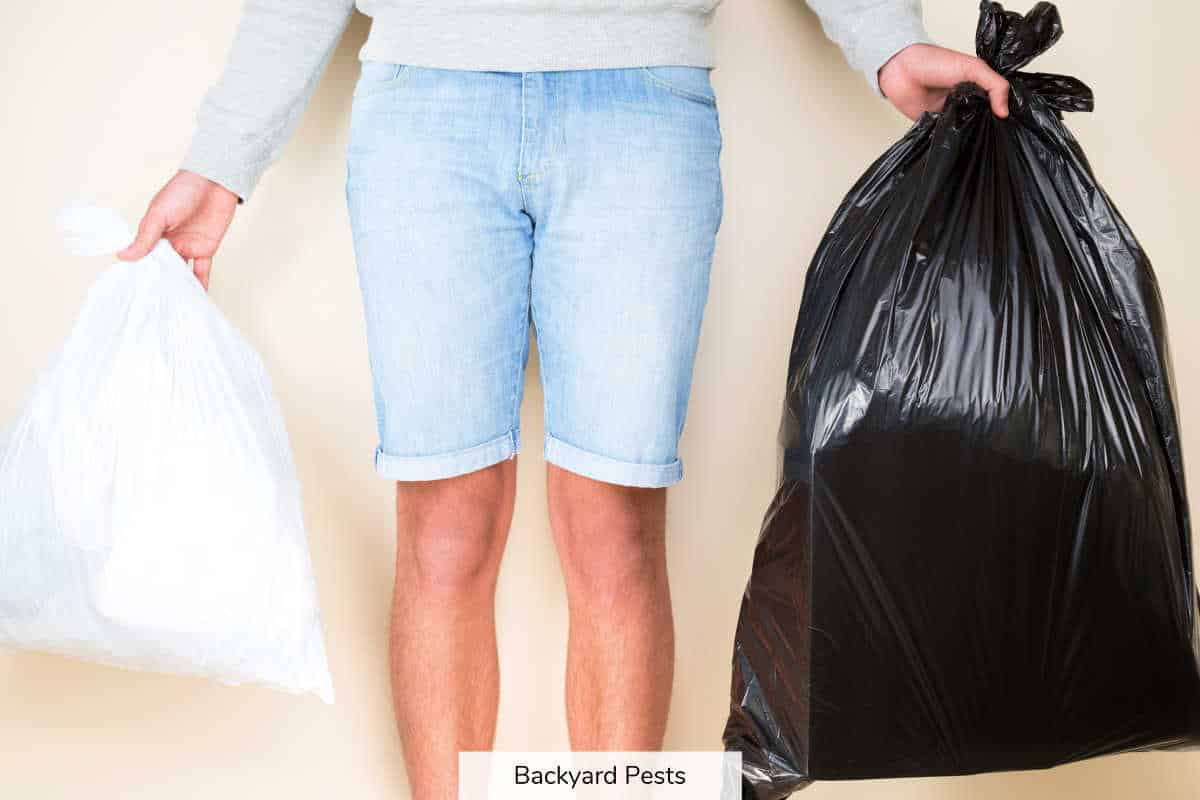 5 Reasons Bed Bugs Hide In Garbage Bags And 1 Reason They Don’t