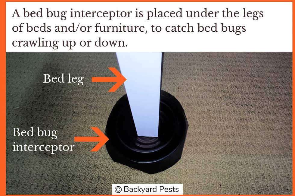 Bed Bug Interceptors What They Are And Why You Need Them Backyard Pests