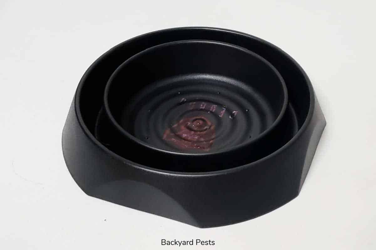 Can Bed Bugs Live In Hair? What You Must Know