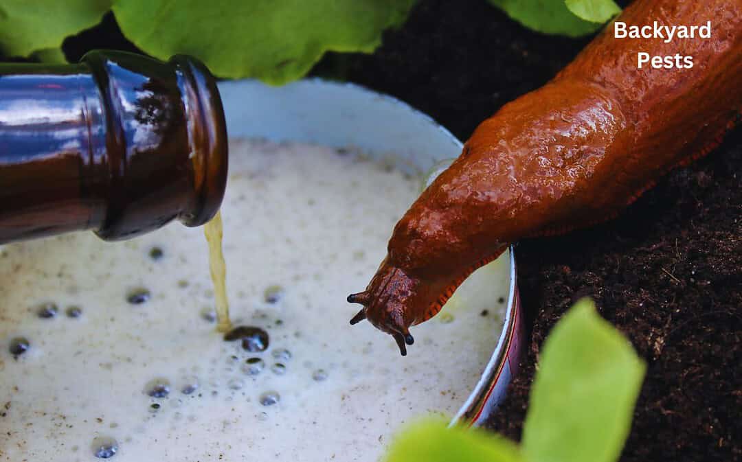From Beer to Bloom: Stopping Slugs With Beer Traps