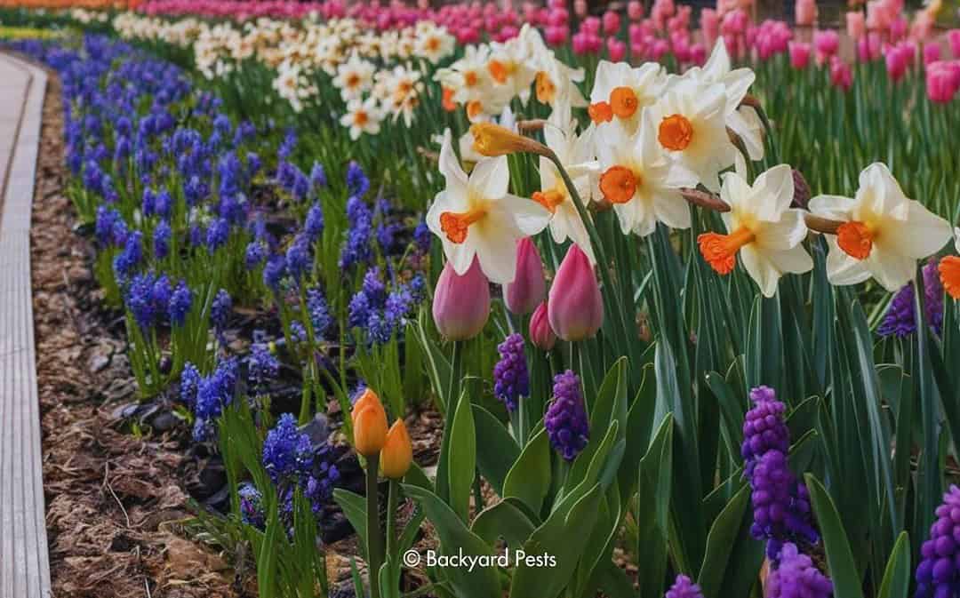 13 Bulbs to Plant in Fall for Stunning Spring Blooms!