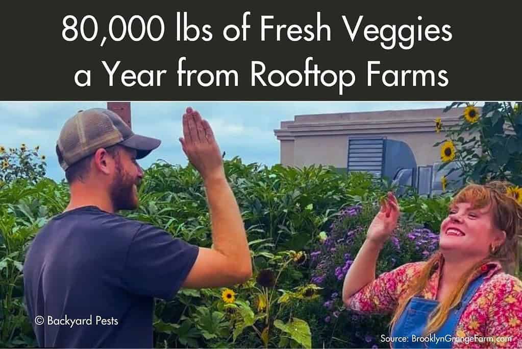 Two farmers giving each other a high five for producing so much fresh food in their urban farm