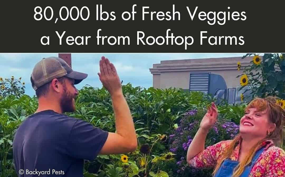 The urban farm producing 80 000 lbs of fresh veggies a year