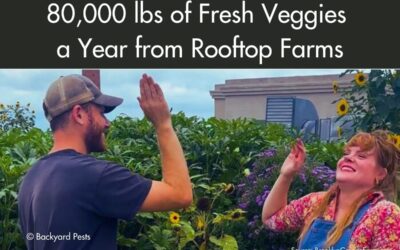 The urban farm producing 80 000 lbs of fresh veggies a year