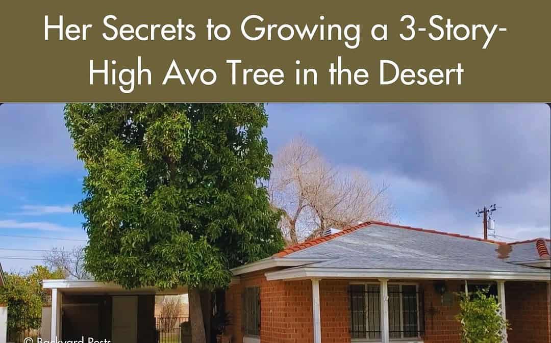 3-Story-High Avo Tree a “Unicorn” in the Hot Arizona Desert