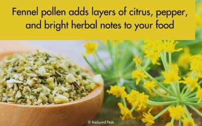 Fennel Pollen: The Tiny Spice That Packs a Huge Punch in Your Cooking