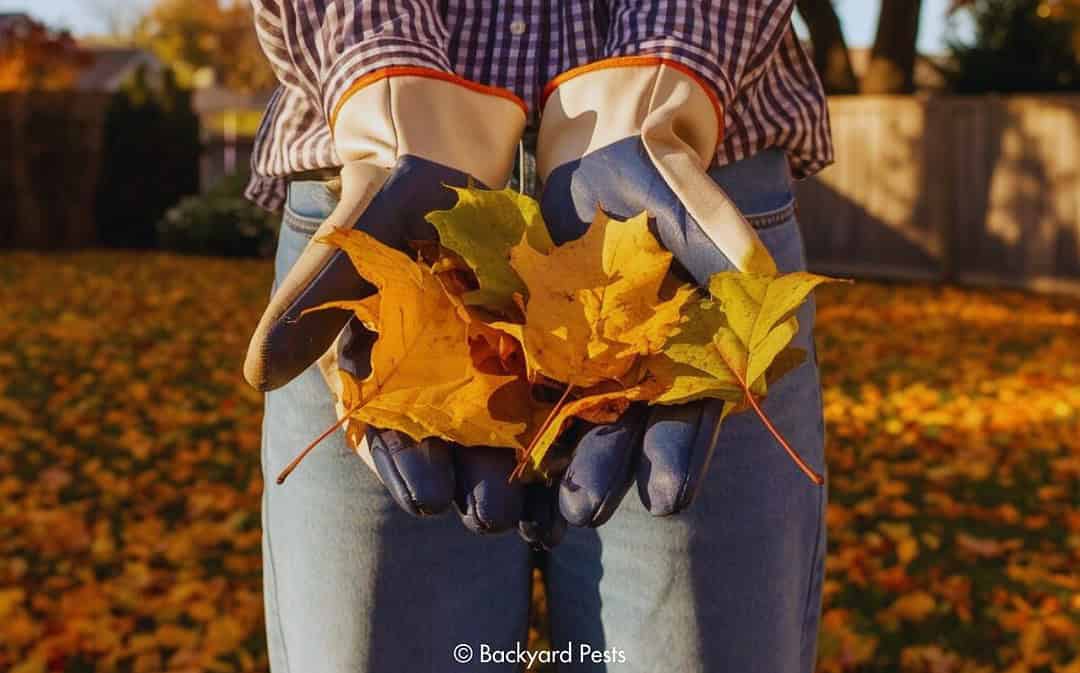 Fall Garden Bed Checklist: How to Prepare Your Backyard for Fall