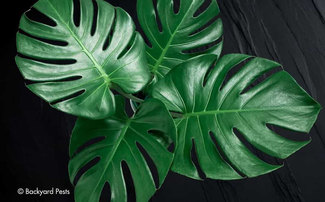 Want Shiny Leaves? Gardeners Rave About This Secret 5-Step Method