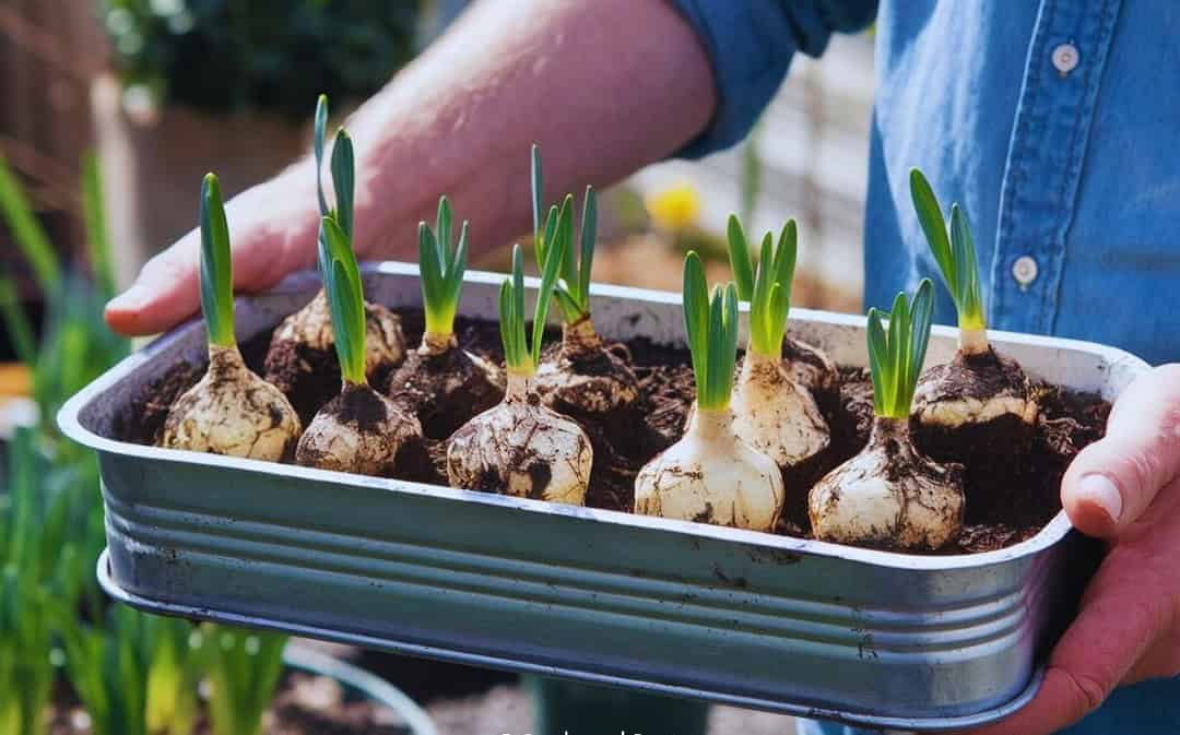 This Is When Your Bulbs Will Bloom in Spring – From Early Risers to Late Bloomers
