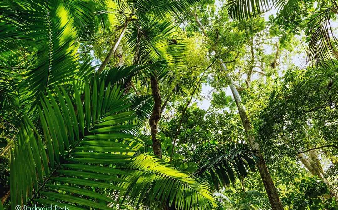These Trees “Walk” for Sunshine