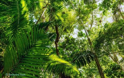 These Trees “Walk” for Sunshine