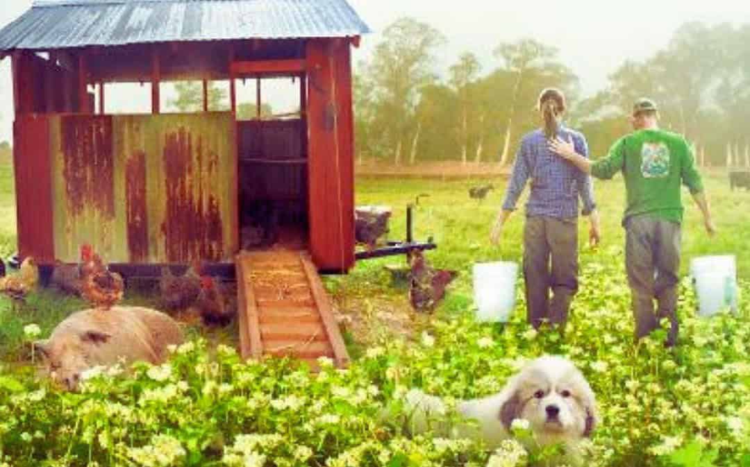Why You Really Have to Watch This Story of a Little Farm and Big Dreams