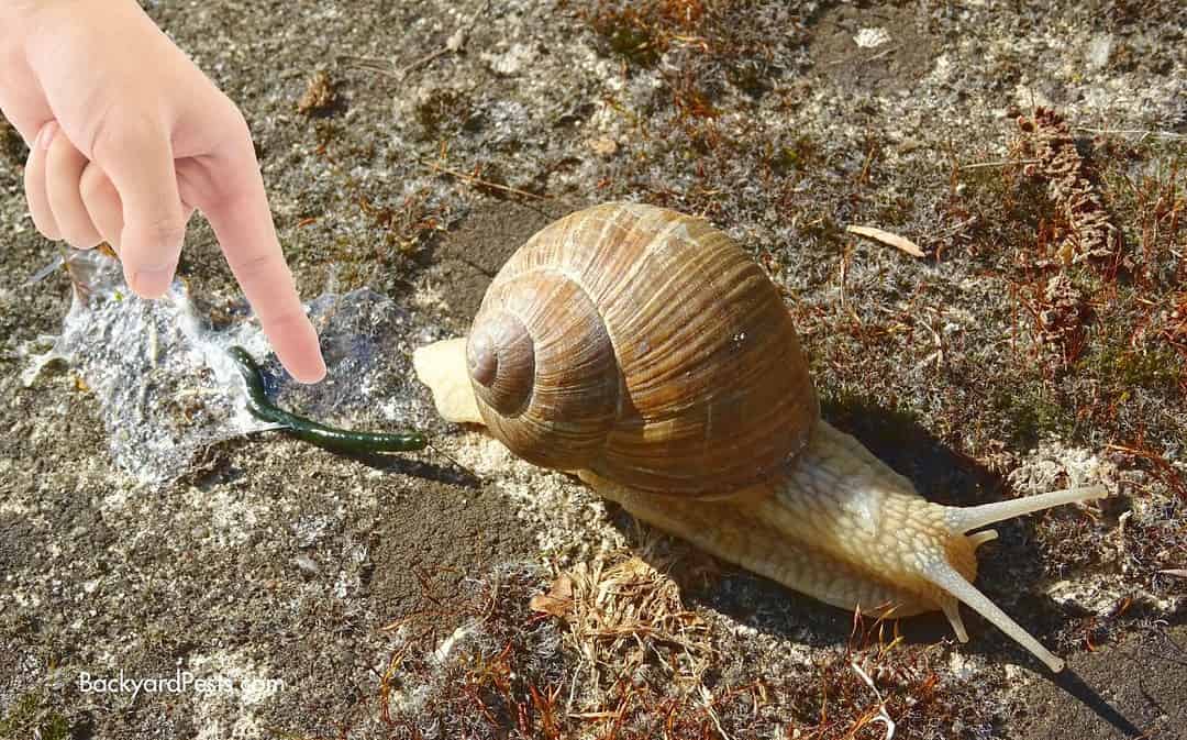 No Bum? The Weird Way Snails Poop