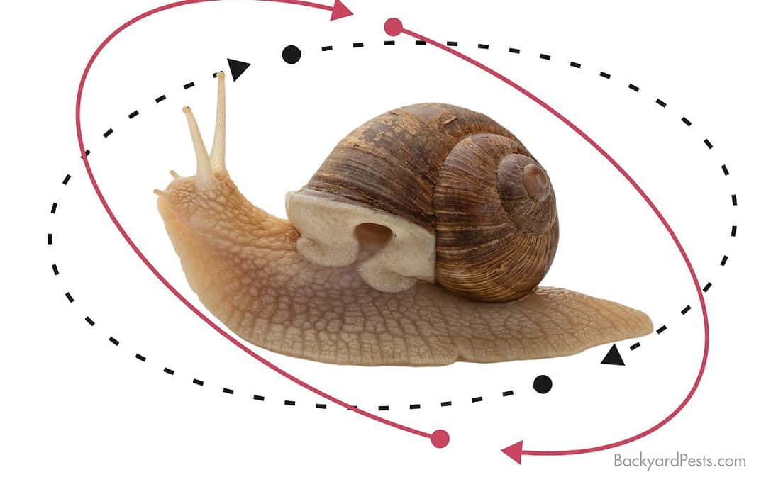 Why Snails Flip Their Butt Up To Their Head In Bizarre Body Twist