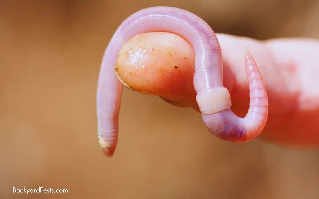 How Earthworms Find Their Way Without Eyes, Ears, or a Nose