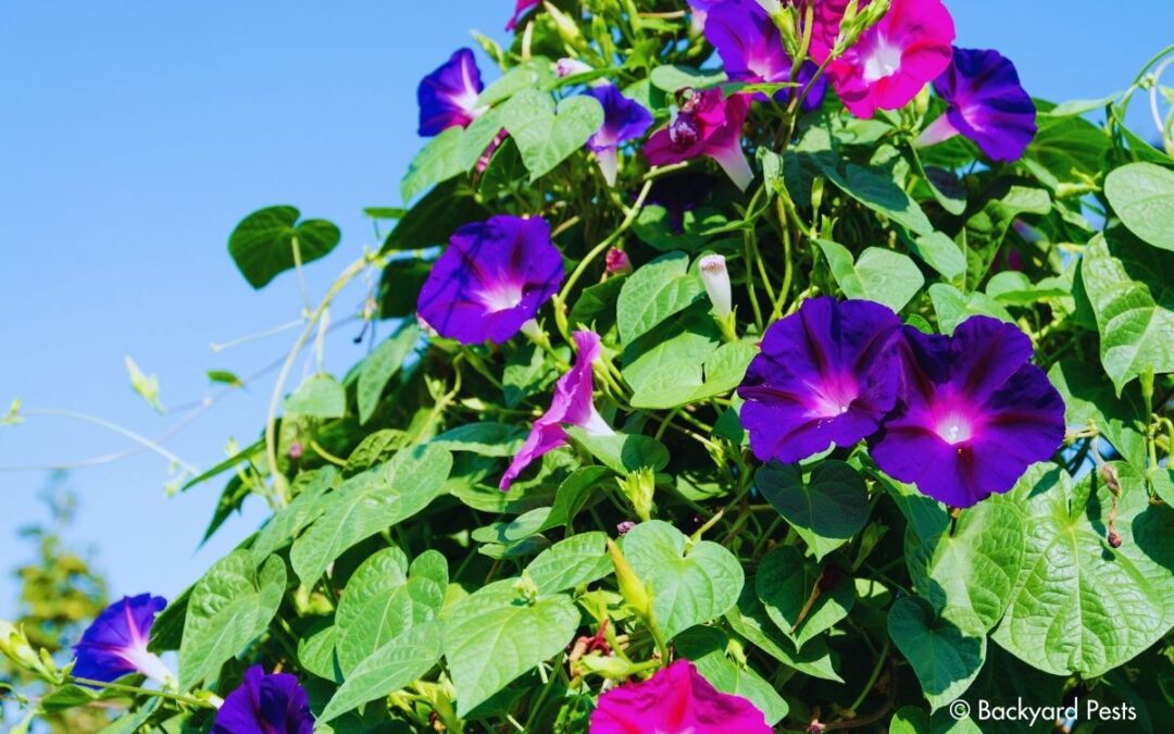 10 Ways to Get Rid of Morning Glory – For Good!