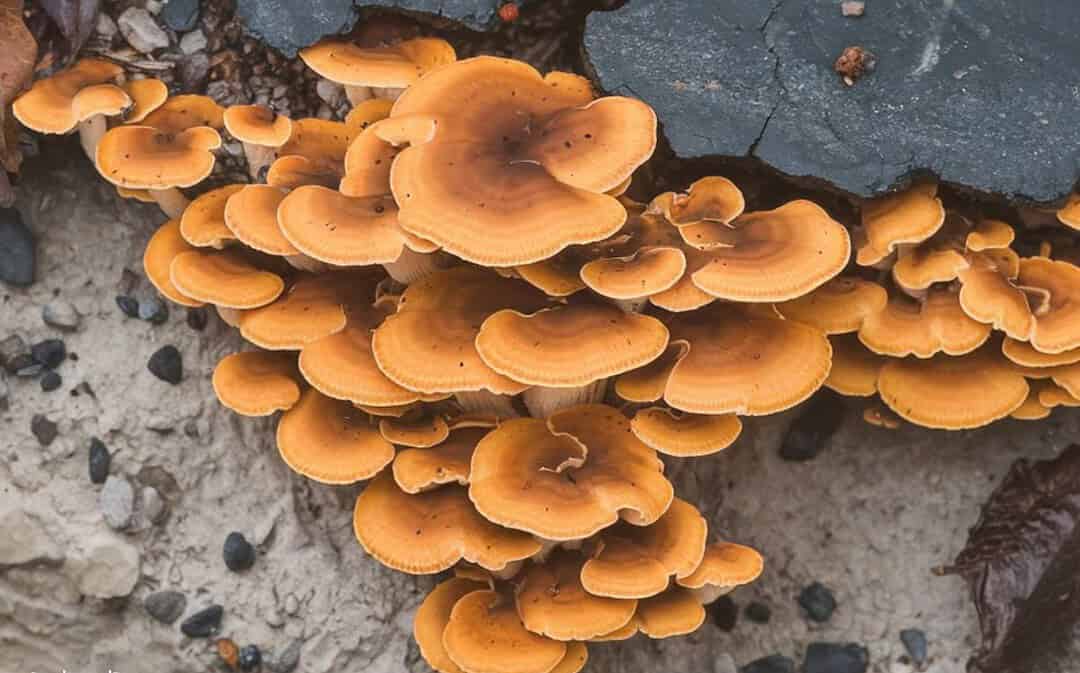 Here’s Why You’re Seeing More Mushrooms Than Ever Before