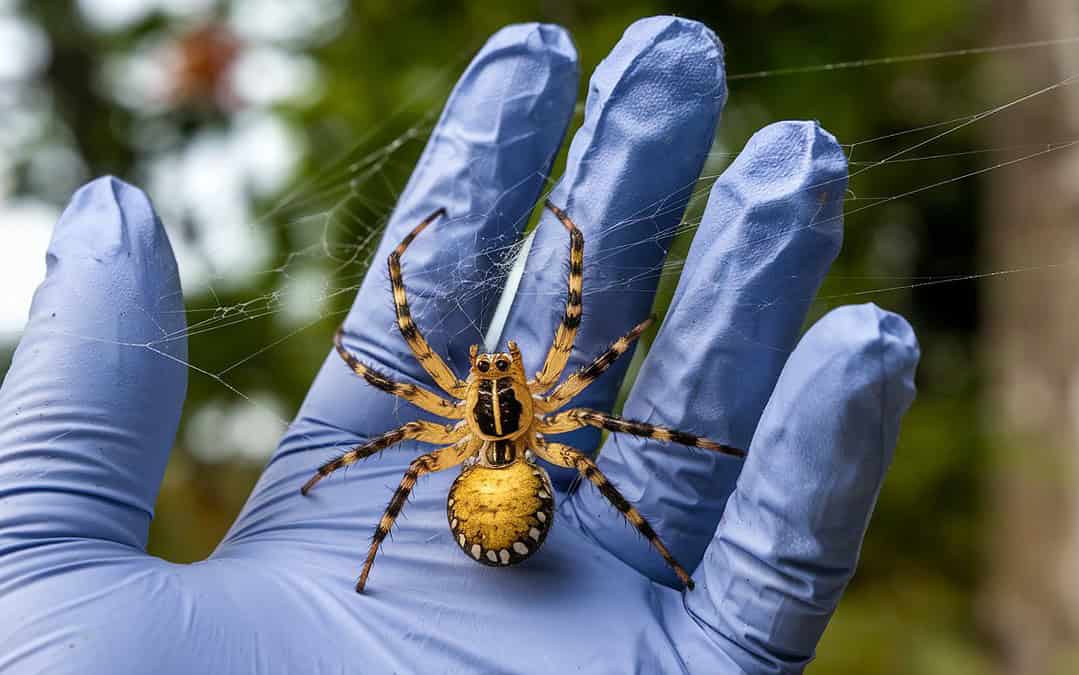 The Surprising Reason Neuroscientists Are Studying Spiders