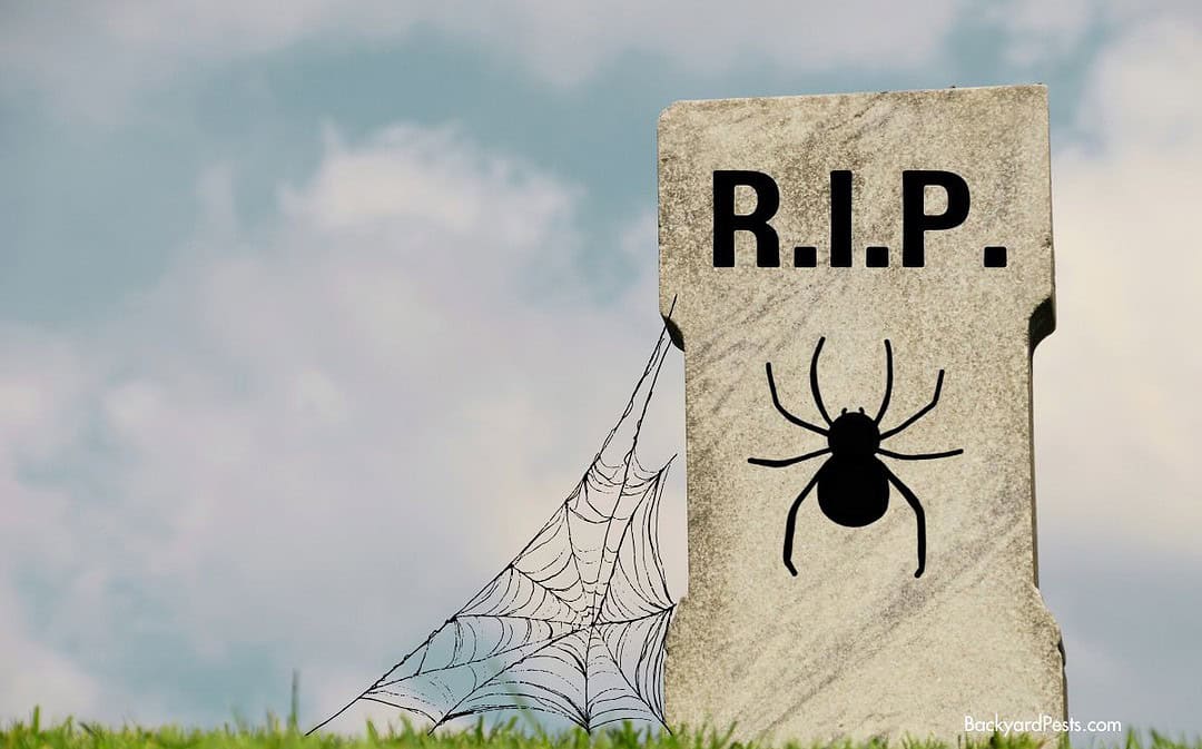11 Weird Ways Spiders Die – Some are too Strange to Believe!
