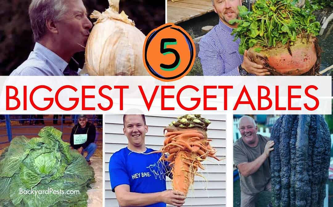 5 Biggest Vegetables in the World – When Size Really Does Matter