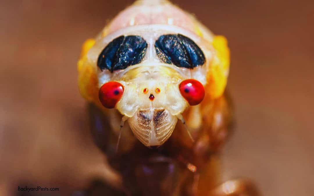 8 Insects That Molt—From Superpowers to Shape Shifters (With Pictures)