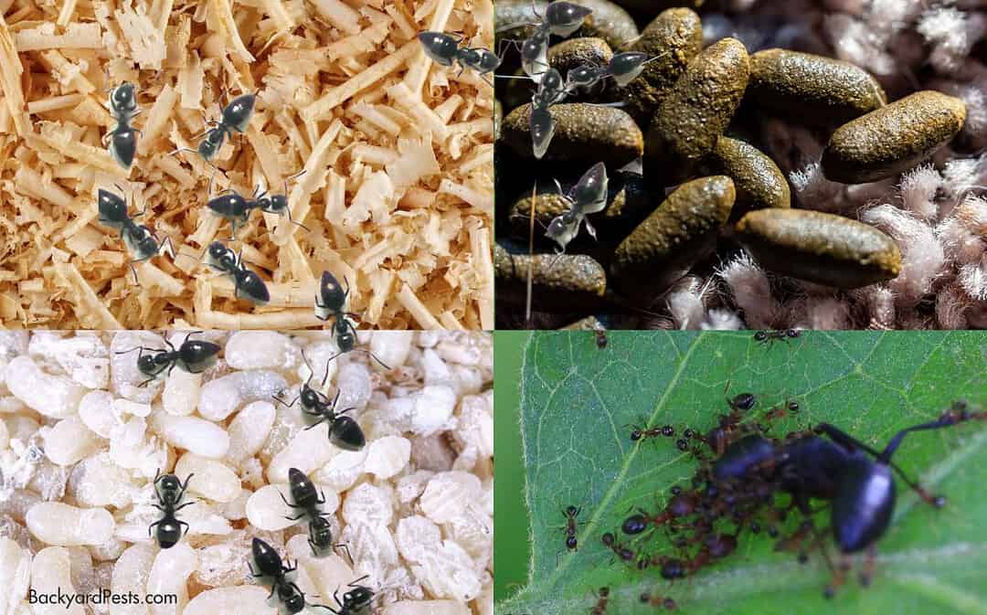 8 Weird Things Ants Take Far Away From Their Nests