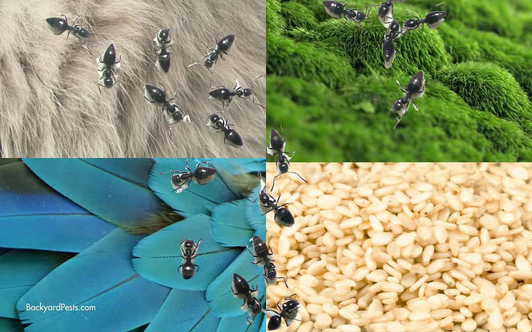 The 10 Weirdest Things Ants Carry To Their Nests