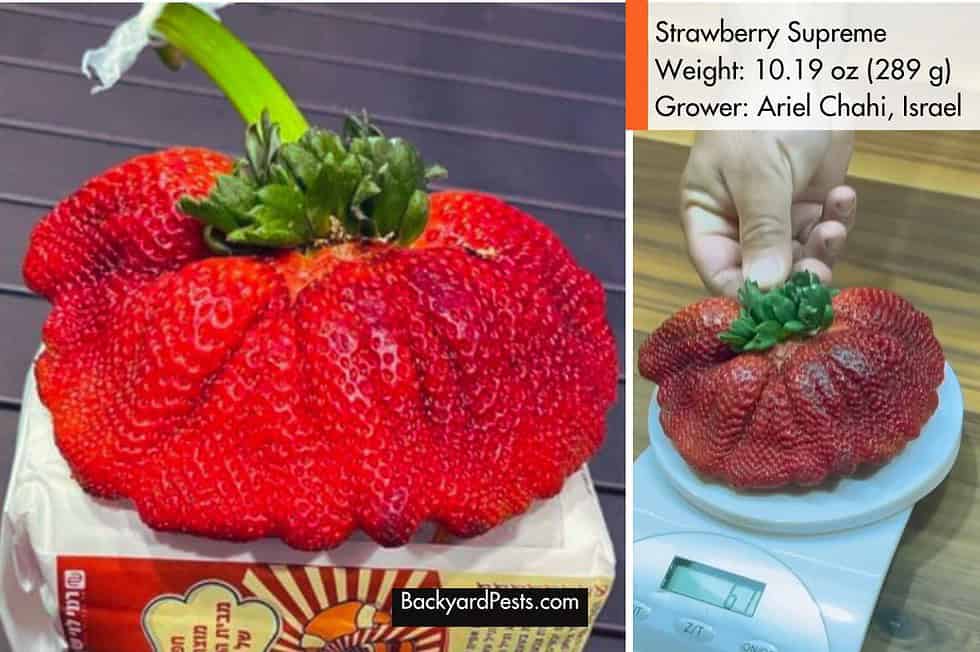 5 Fruits So Big They Smashed World Records - Backyard Pests