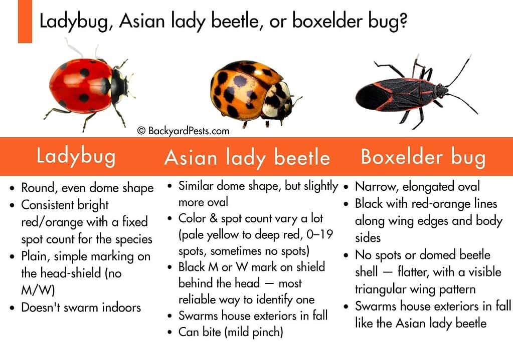 comparison table of ladybug, asian lady beetle and boxelder bug