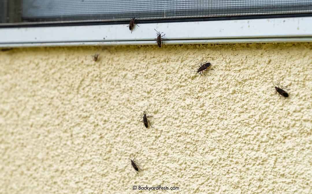 Why Are There So Many Ladybugs on My House? (They’re Probably Boxelder Bugs)