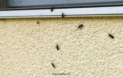 Why Are There So Many Ladybugs on My House? (They’re Probably Boxelder Bugs)