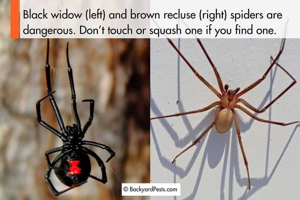 Black widow spider and brown recluse spider