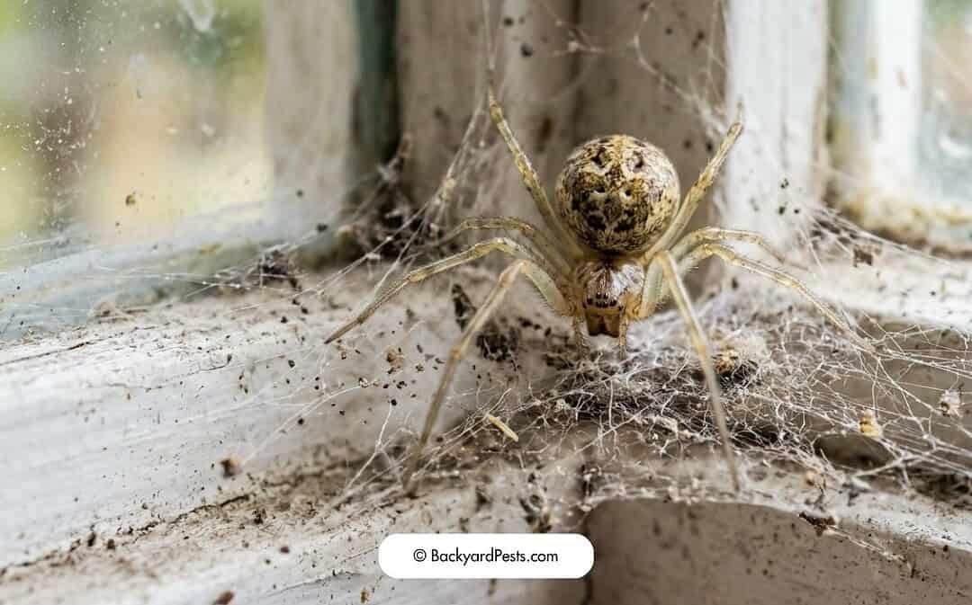Why Do Spiders Come Inside in Fall?