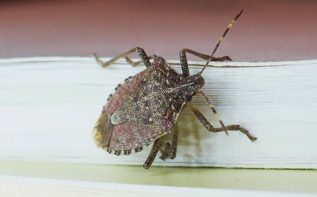 How to Get Rid of Stink Bugs in Your House (Without the Stink)