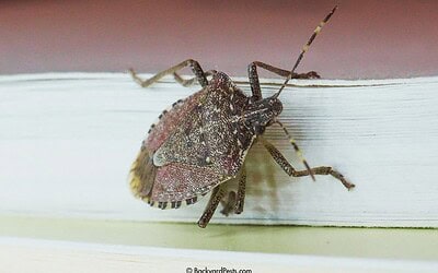 How to Get Rid of Stink Bugs in Your House (Without the Stink)
