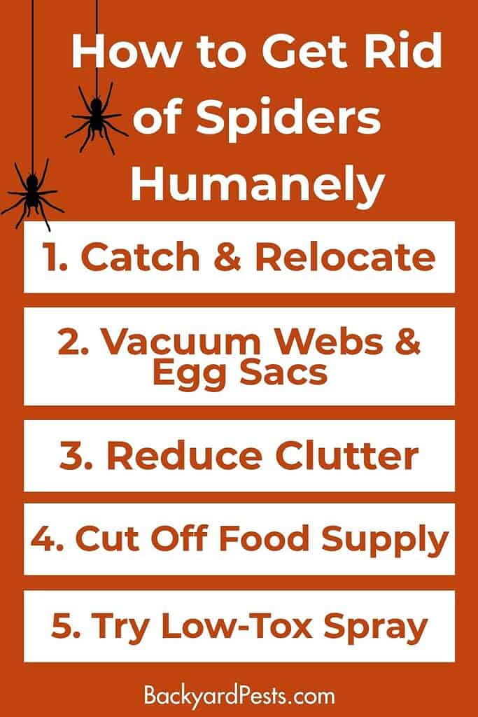Pinterest pin with a list of ways to humanely deal with spiders in the house