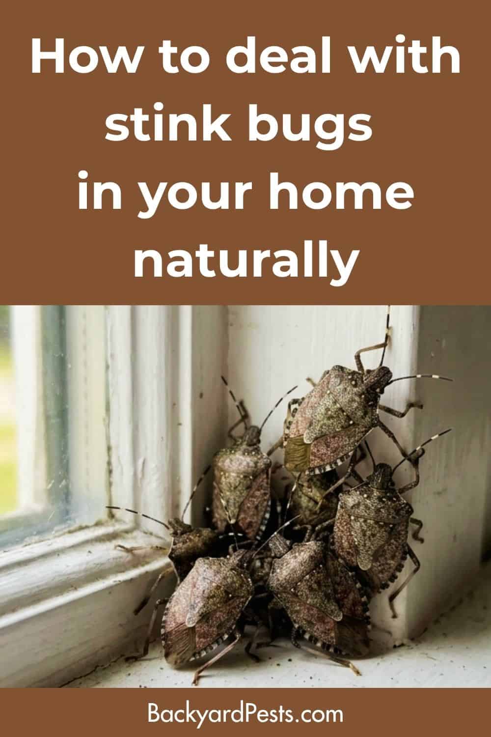 How to deal with stink bugs in your home naturally