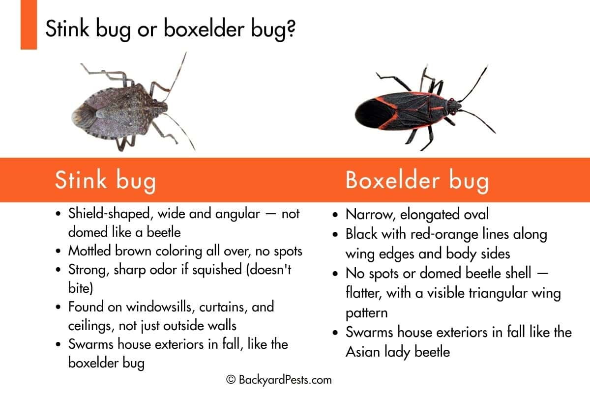 Comparison chart showing the differences between a stink bug and a boxelder bug