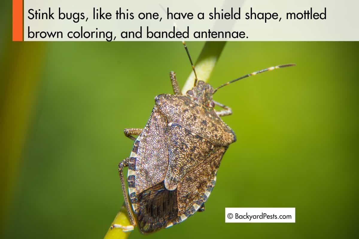 Close-up of a brown marmorated stink bug showing its shield-shaped body and mottled brown coloring
