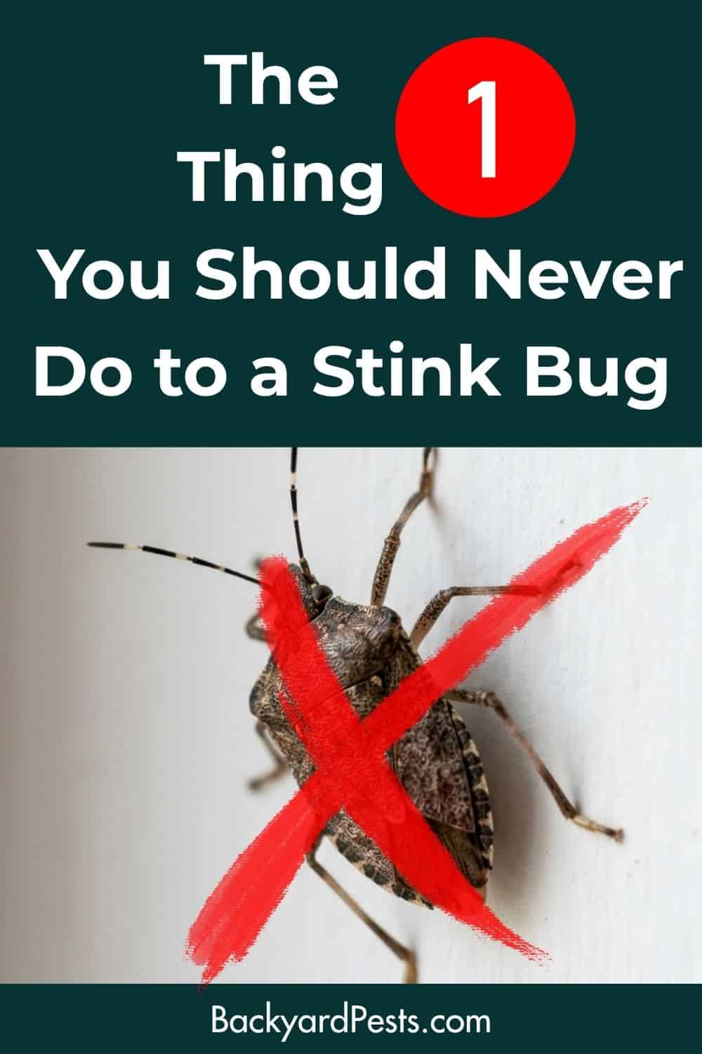 The one thing you should never do to a stink bug