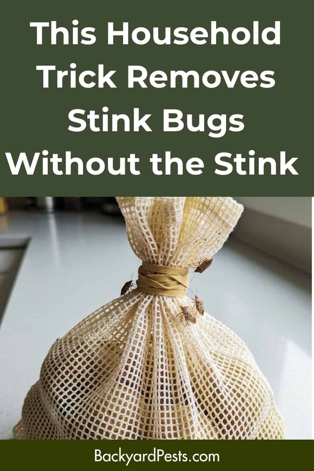 This household trick removes stink bugs without the stink