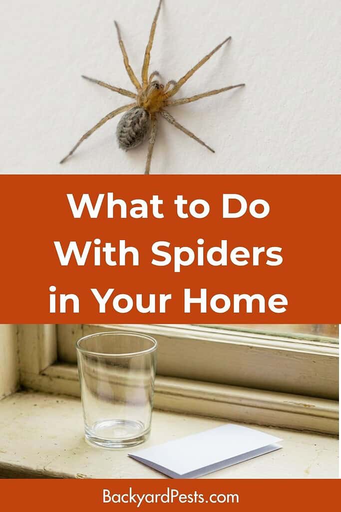 Pinteret pin about what to do with spiders in the house