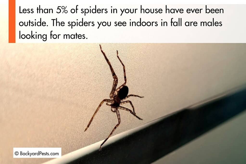 Close-up of a house spider on a window frame indoors